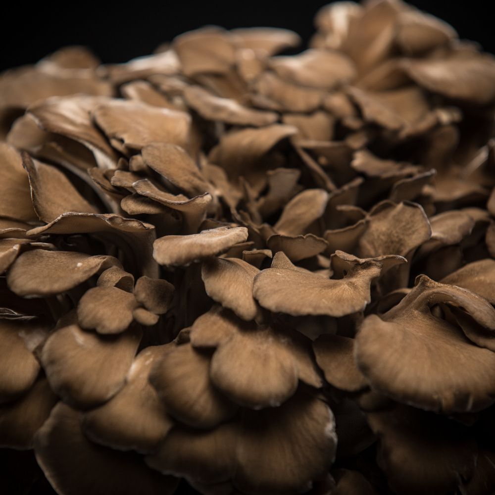 Shogun Maitake